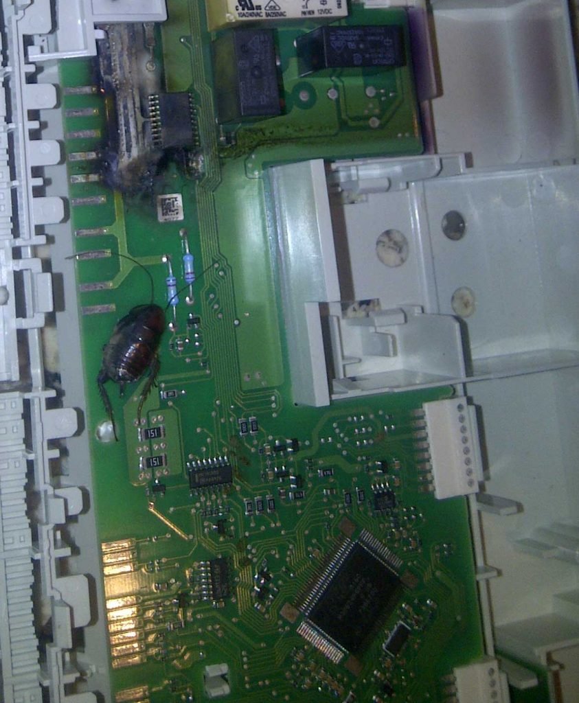 How To Get Bugs Out Of Appliances 911 Service Today how-to-get-bugs-out-of-appliances-911-service-today